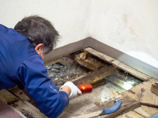 Mold Removal and Inspection in Adwolf, VA