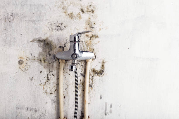 Professional Mold Removal in Adwolf, VA