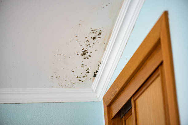 Best Water Damage Restoration  in Adwolf, VA
