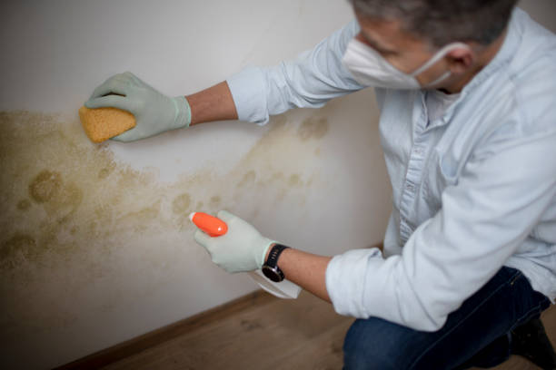 Best Fast Mold Removal  in Adwolf, VA