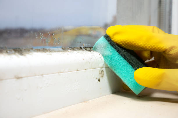 Best Toxic Mold Removal  in Adwolf, VA