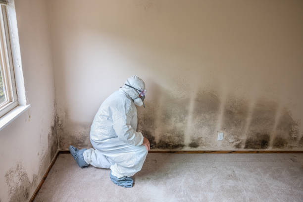 Best Professional Mold Removal  in Adwolf, VA