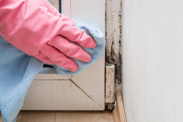 Best Mold Removal Company Near Me  in Adwolf, VA